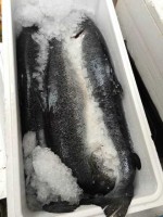 Premium Frozen Norwegian Salmon Fish - Top Supplier